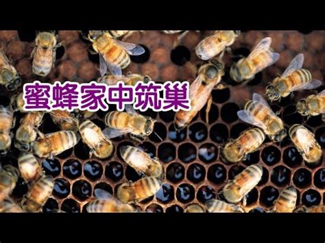 蜜蜂做窩|【蜜蜂到家裡築巢】蜜蜂到家裡築巢：徵兆、吉凶禍福。